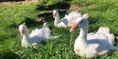 olde house farm cragg vale west yorkshire geese holiday accommodation wellbeing walking cycling hebd