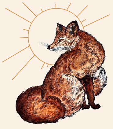 Fox Illustration, By Madison Wright.