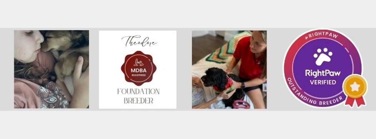 Mini Dachshund puppy Brisbane
Theodore MDBA Foundation Breeder
Therapy Cavoodles Brisbane
Rightpaw o