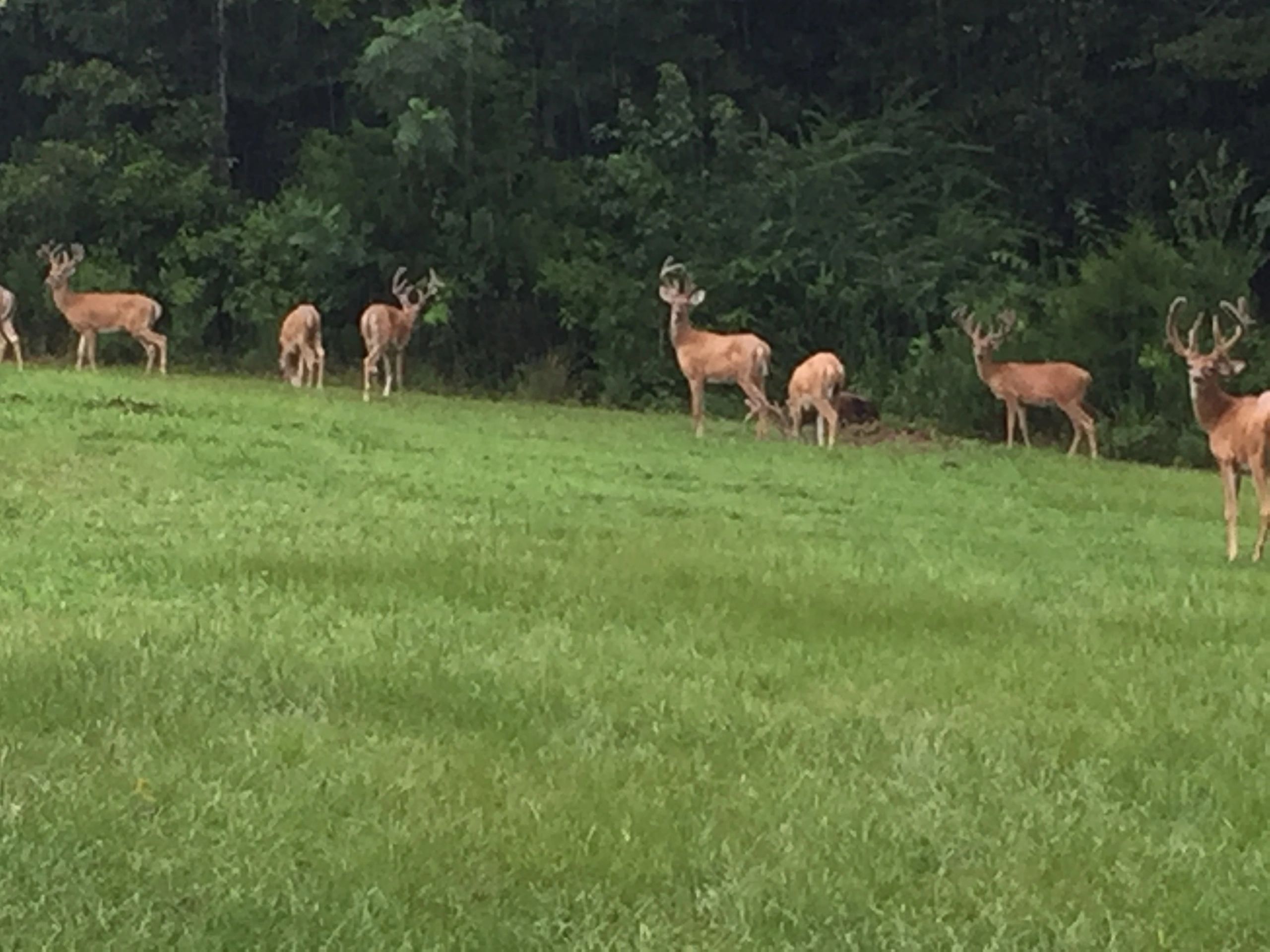 Josh's Deer Processing Deer Processor Greenville, Alabama