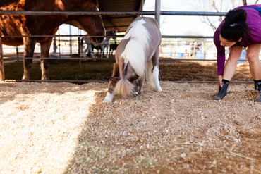 Miniature horse doing tricks, trick training a horse