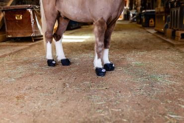 Miniature horse in a barn, wearing shoes very cute miniature horse
