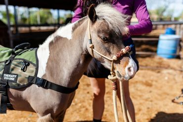 Miniature therapy horse. Therapy horse.