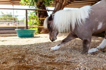 Tricks are for mini horses! They have the ability to bring smiles to veterans and children. 