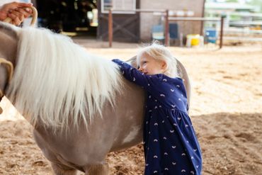 Child hugging, a miniature horse, a miniature horse with blonde hair