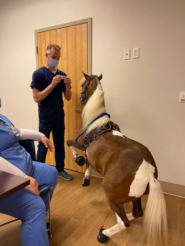 Horse doing tricks, miniature horse in a hospital, 