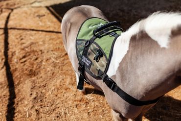 Miniature therapy horse wearing a therapy vest like a service horse