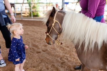 Mini horses for mini photo shoots?