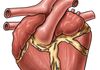 Equine Heart