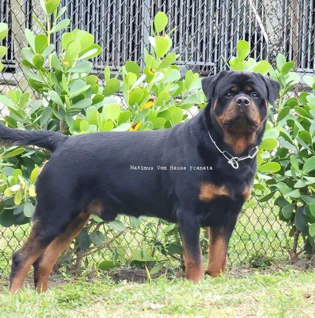 Rottweilers Vom Hause Franeta - Congratulations to Michael