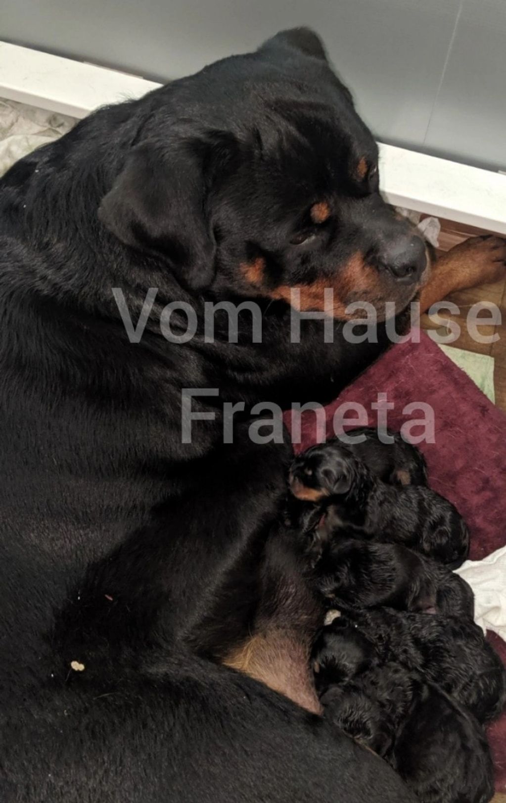 Rottweilers Vom Hause Franeta - Congratulations to Michael