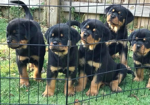 Rottweiler puppies for sale