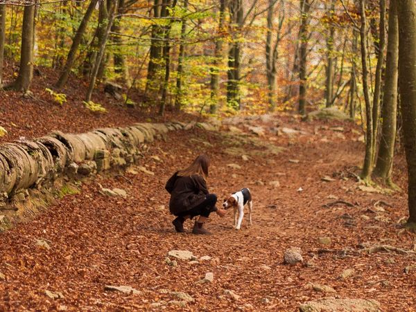 A memorial tree honors a loyal, never-to-be-forgotten pet. 