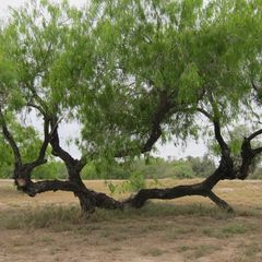 Twisted Mesquite RV Park