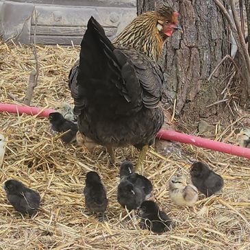 day old chicks with their mother