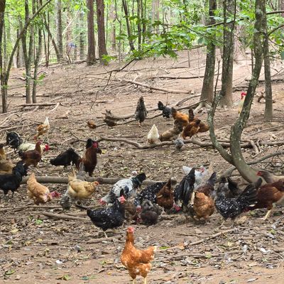 Drip Spring Hollow Farm photo 29