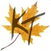 Kashmir Treasuries
