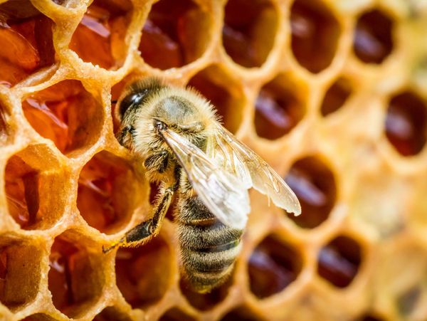 Bee on top of beehive.