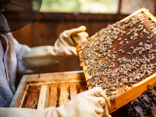 Beekeeper inspecting honeybee hive frame.