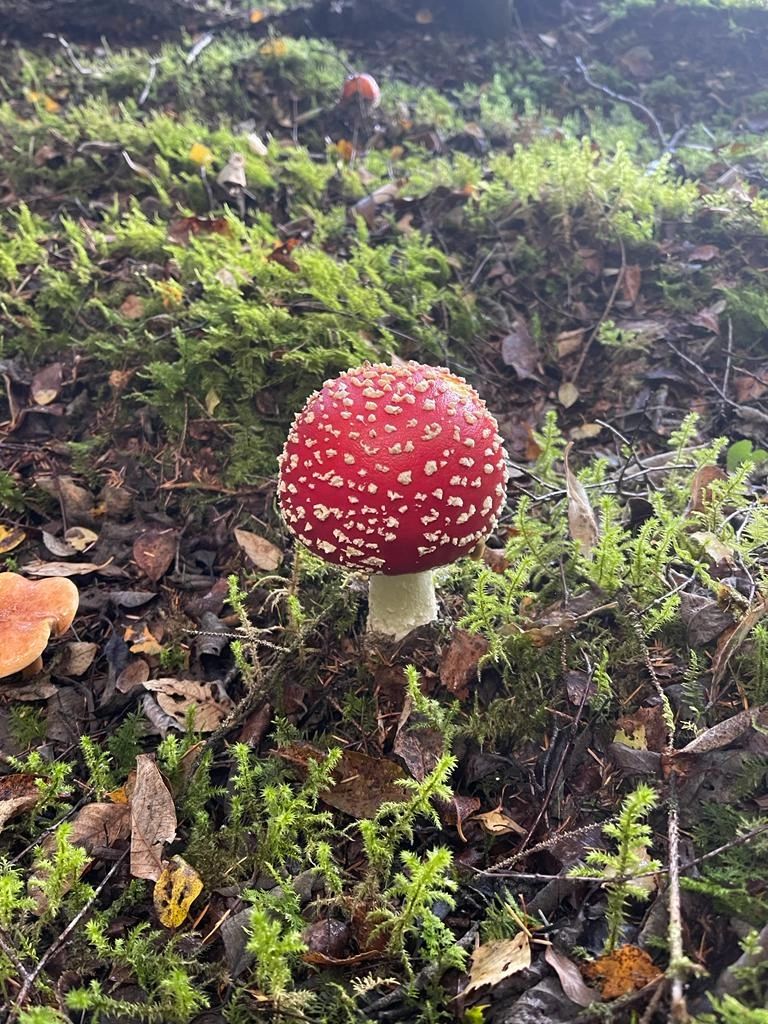 amanita muscaria dried