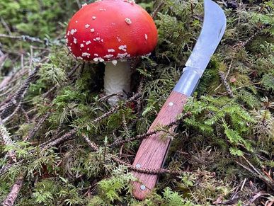 Amanita Muscaria being harvested near Loch Ness 