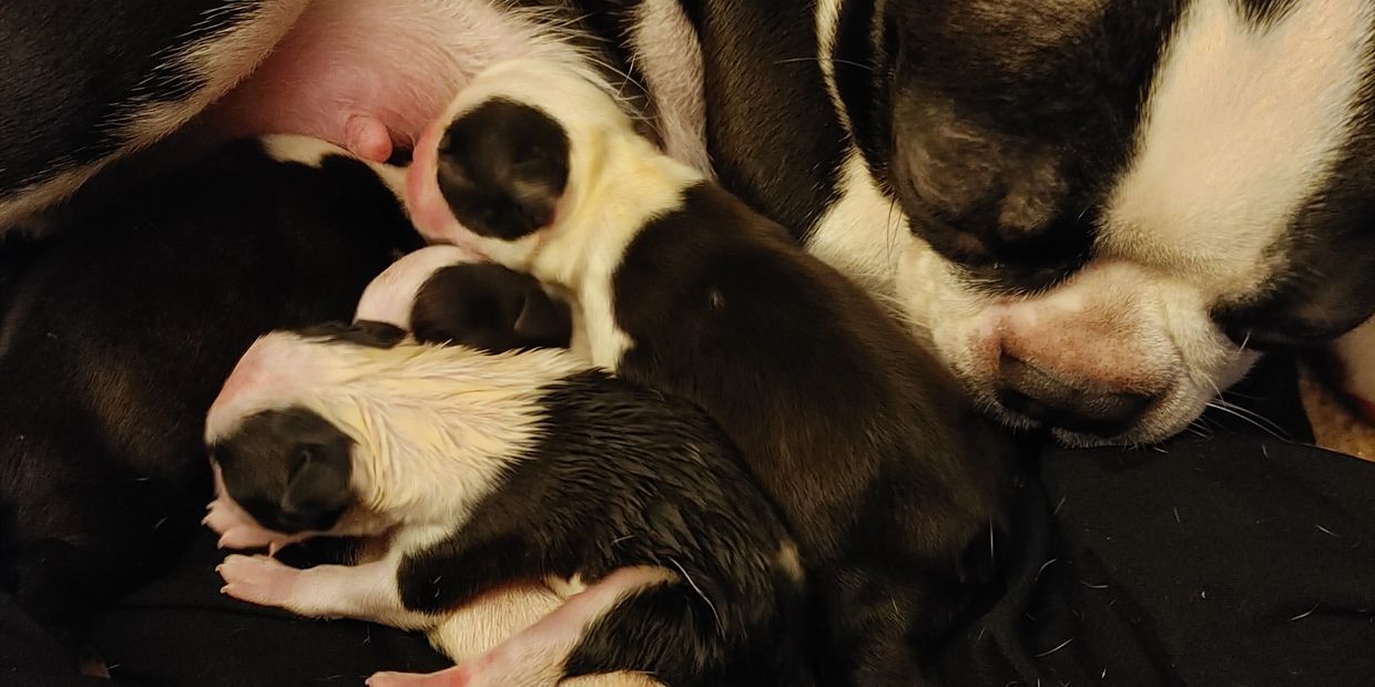 Boston 2025 terrier whelping