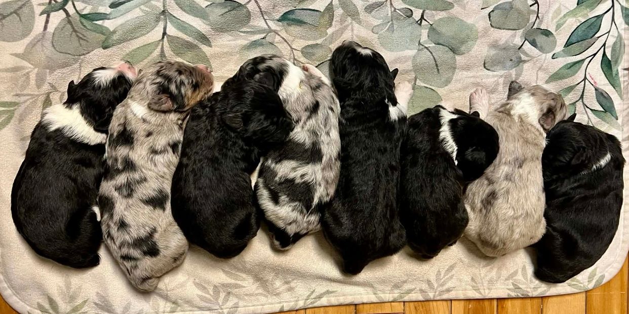 A row of adorable sleeping puppies.