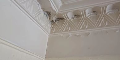 GCK Painting remove mould in decorative ceilings