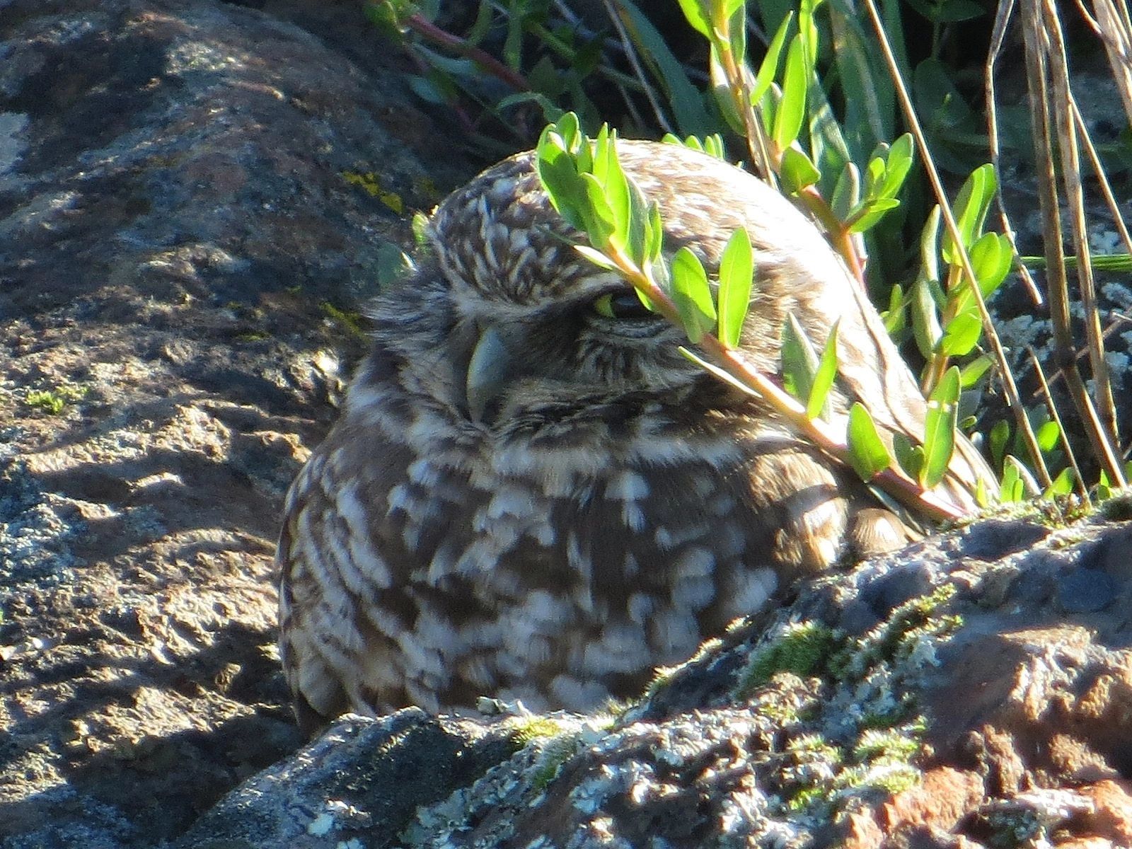 burrowing owl