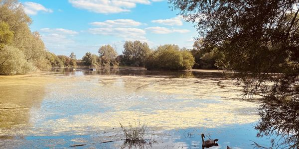 Swans swimming on a calm lake under a bright blue sky with surrounding trees.