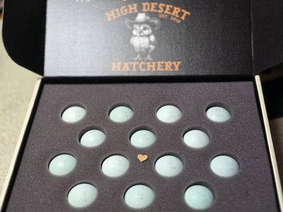 Wheaten Ameraucana Eggs In Foam Shipper
