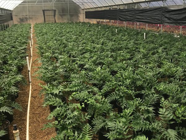 Greenhouse full of Holly Ferns