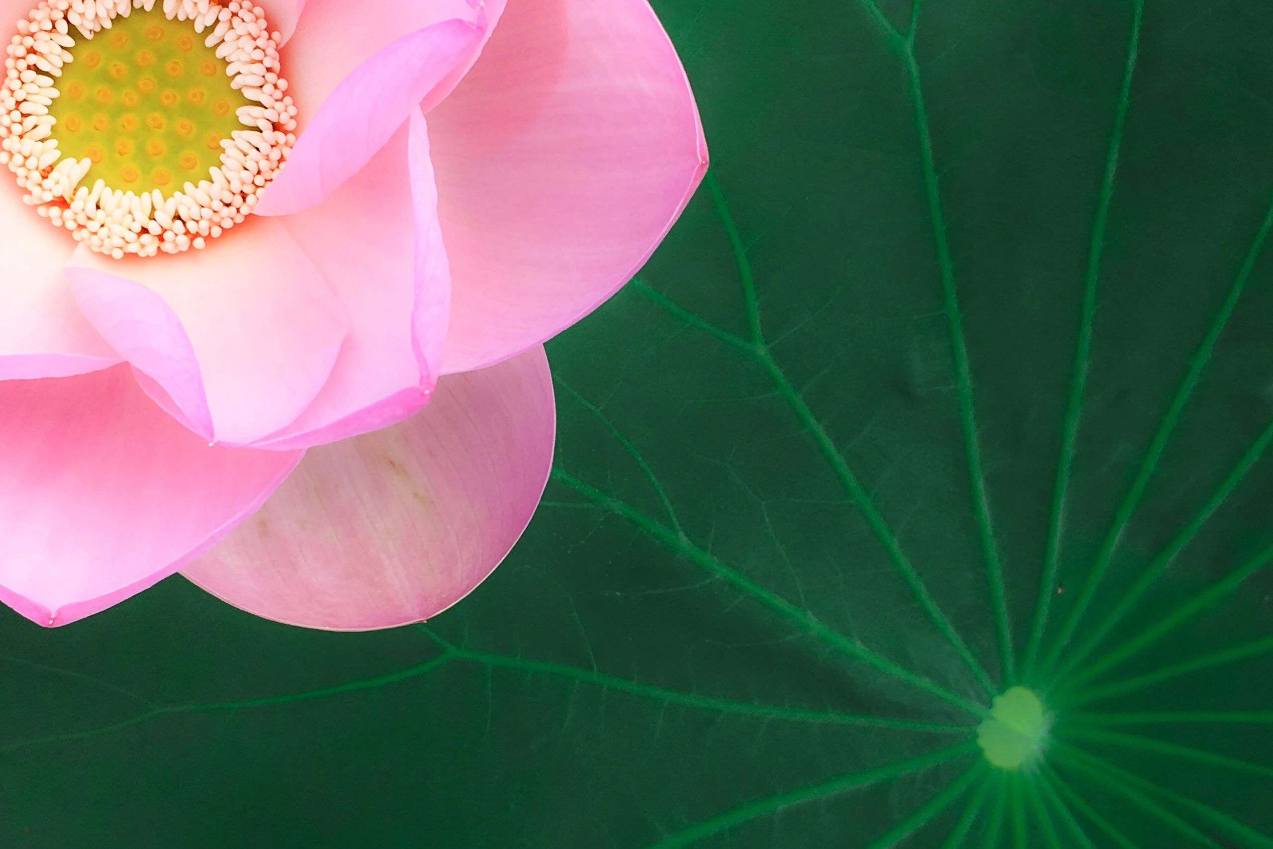 photo lotus petals