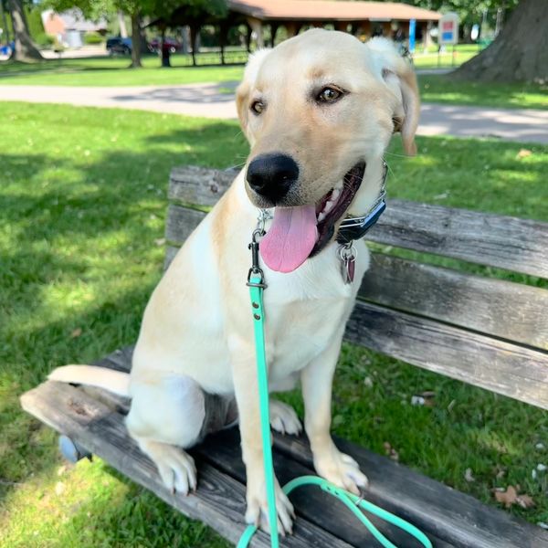 Labrador practicing place at a park! Good job Hunter!