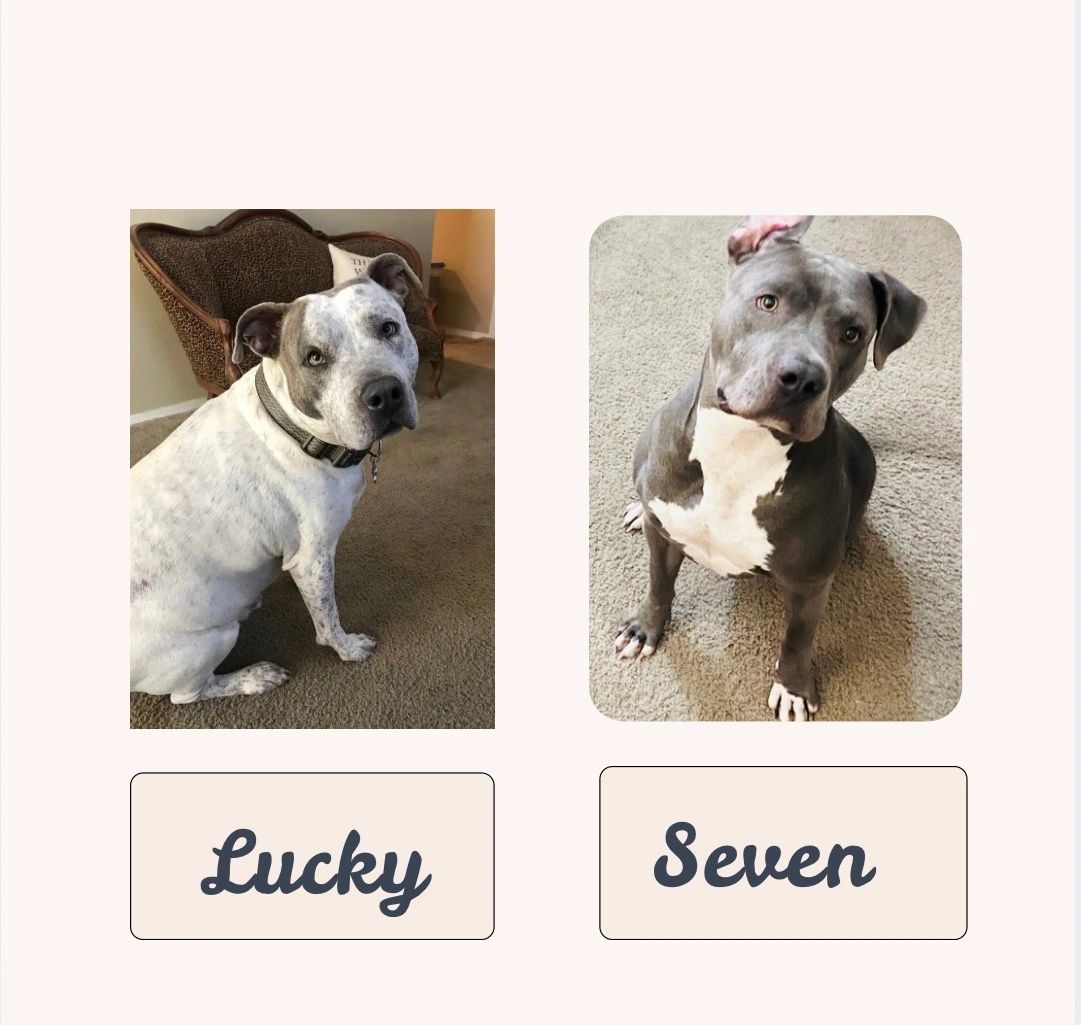 Two dogs named Lucky and Seven sitting indoors.