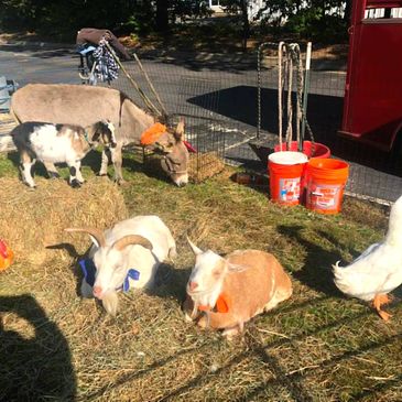 Small back yard petting zoo set up