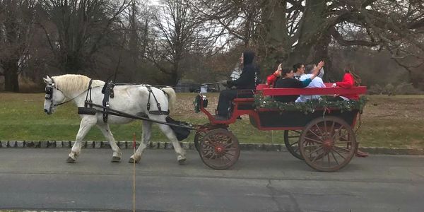 Horse drawn wagons come in many sizes