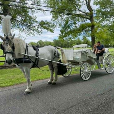 White horse pulling a white carriage with two people.