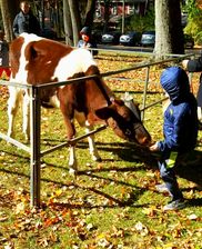 Traveling Petting Zoo With Farm Animals And Ponies For Special Events In New Jersey