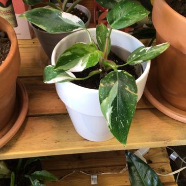 A variegated houseplant in a white pot on a wooden shelf.