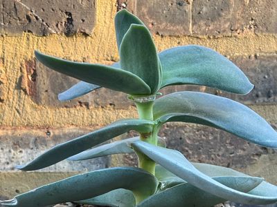 Close-up of a succulent plant with thick green leaves against a brick wall.