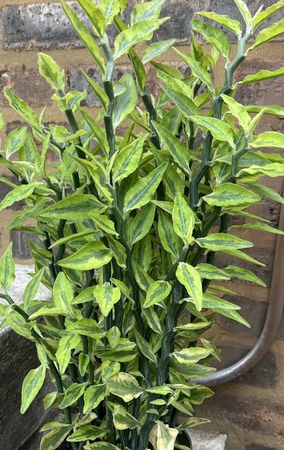 Green variegated leafy plant against a brick wall.