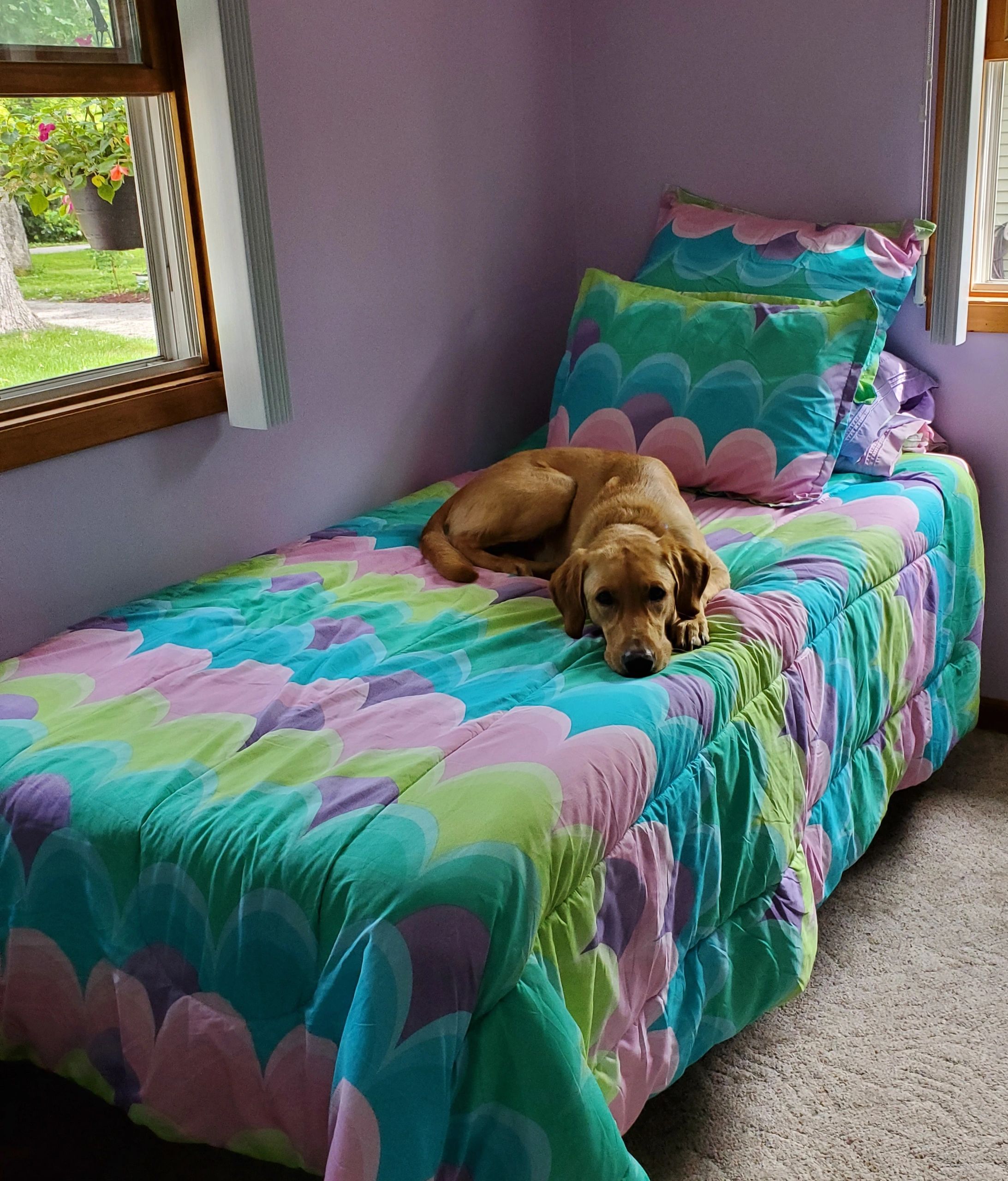 Pet Sitting in Your Home Happy Wags Pet Sitting LLC