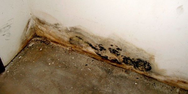 mold or mildew in basement areas