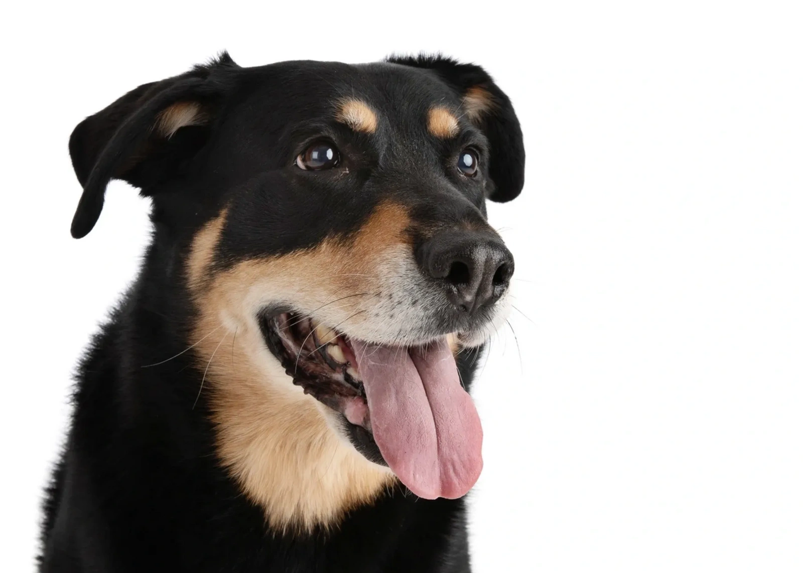 Happy black and tan dog with tongue out against white background.