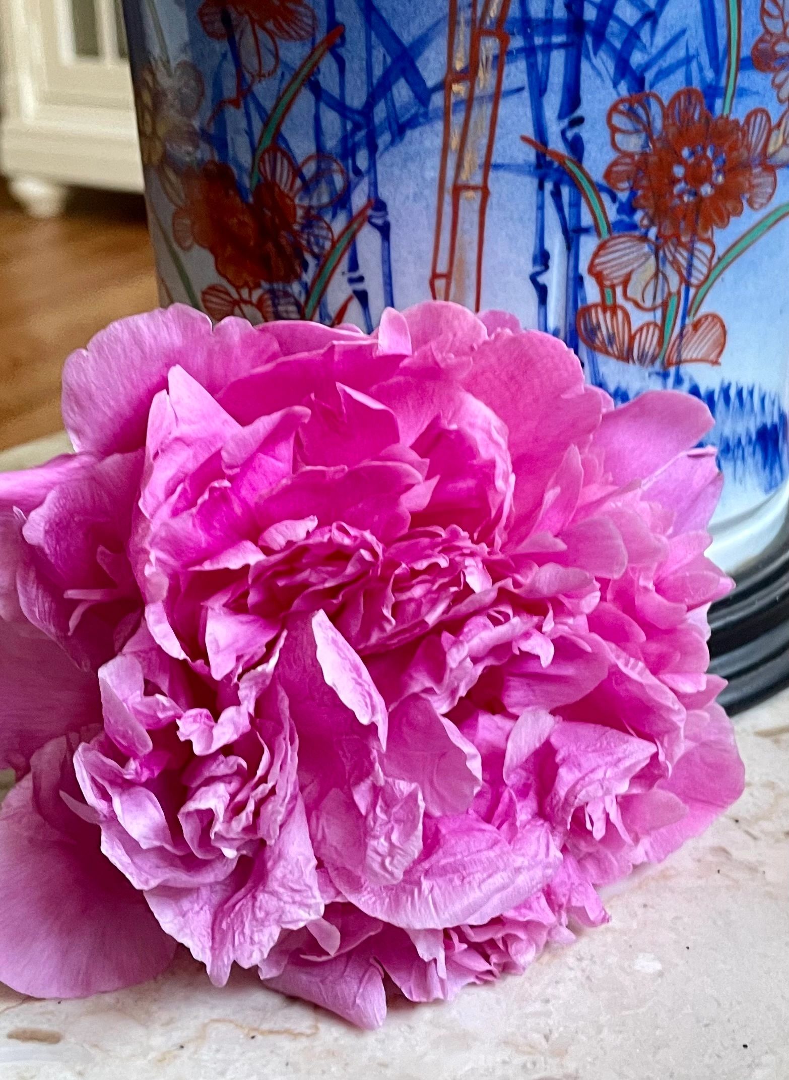 Jacorma Peony 2024