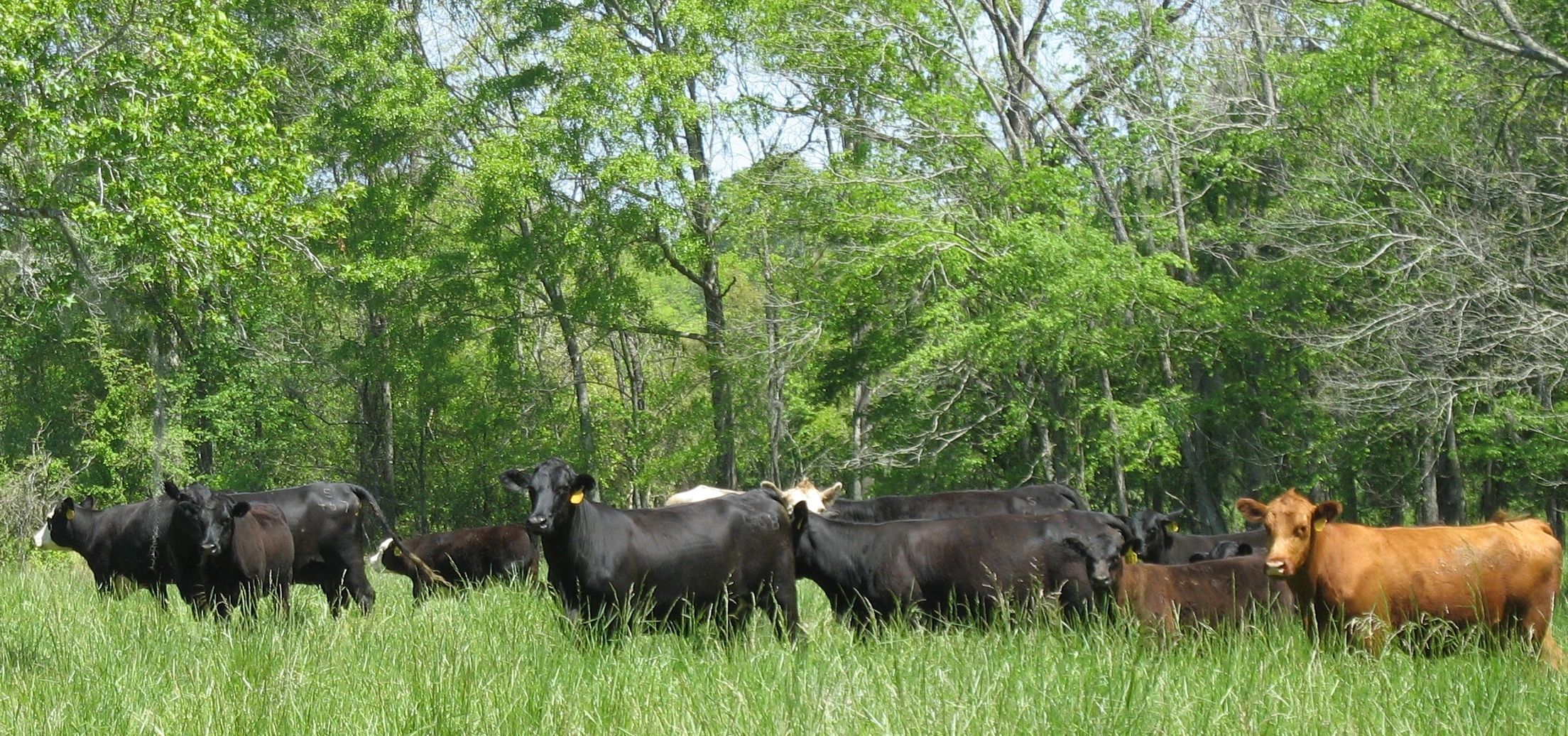 Alabama BCIA Beef Cattle, Agriculture, Alabama Cattle