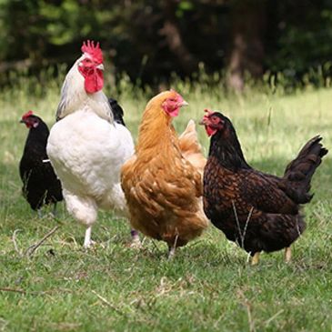 Free Range ABF Chickens