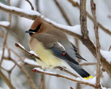 Iowa Winter Birds 2019 | Morfsylvania