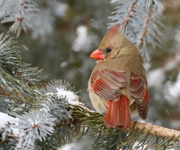 Iowa Winter Birds 2019 | Morfsylvania